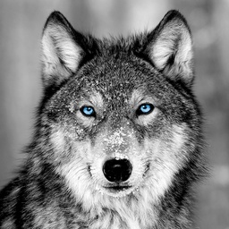 [11653] GLASSART 45X45 LOUP BLUE EYES