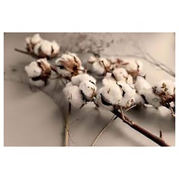 [11661] GLASSART 45X65 COTTON BRANCHE