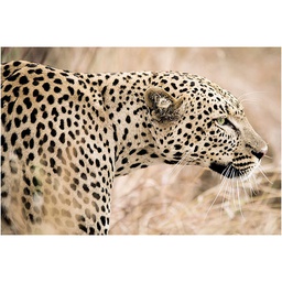 [11664] GLASSART 45X65 LEOPARD