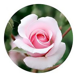 [11678] GLASSART ROND ROSE 45