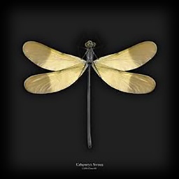[11702] GLASSART 3D GOLDEN DRAGONFLY