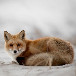 [11725] GLASSART 30X30 RENARD