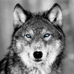 [11726] GLASSART 30X30 PORTRAIT LOUP