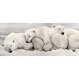 [11733] GLASSART 30X97 FAMILLE OURS