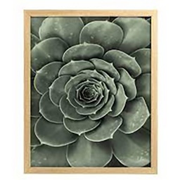 [11832] IMAGE ENCADREE 30X40 SUCULENT