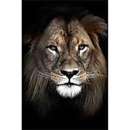 [11895] MATE 65X97 LION
