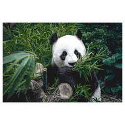 [11897] MATE 65X97 HUNGRY PANDA