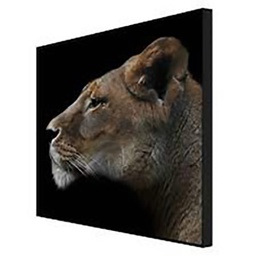 [11907] MATE 60X60 LIONNE PROFIL