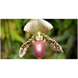 [15162] ORCHIDEES : PHALAENOPSIS , PAPHIOPEDILUM