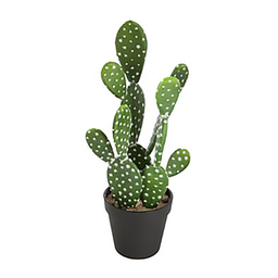 [14520] CACTUS NOMADE H42