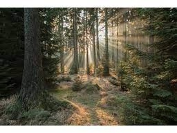 [12323] REGART 65X97 NATUR ABANDONNEE