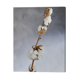 [12962] TOILE 30X97 BRANCHE DE COTON