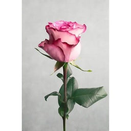 [12965] TOILE 30X45 ROSE CHIC