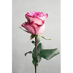 [15758] TOILE 45X65 TIGES ROSES