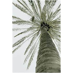 [13004] TOILE 30X45 PALMIER VUE HAUT