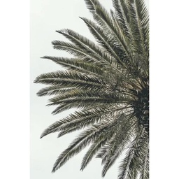 [13007] TOILE 45X65 DEMI PALMIER