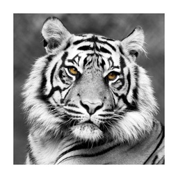 [13017] TOILE 45X45 WHITE TIGER FACE