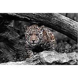 [13020] TOILE 45X65 EN CHASSE