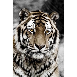 [13024] TOILE 30X45 TIGER FACE