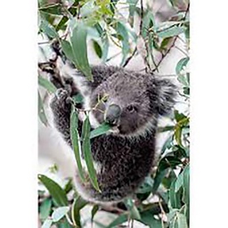 [13025] TOILE 30X45 KOALA IN TREE