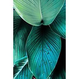 [13041] TOILE 30X45 LEAF ROOM