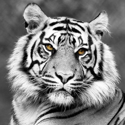 [13090] TOILE 30X30 WHITE TIGER FACE
