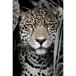 [13092] TOILE 30X45 REGARD INTENSE