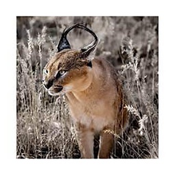 [13099] TOILE 30X30 LYNX DU DESERT